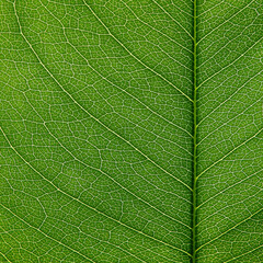 close up green leaf of Golden shower tree ( Cassia fistula ), texture background