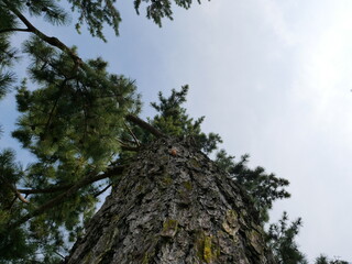 松と青空　pine&sky