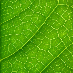 close up green leaf texture with line of vein