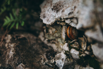 Snail