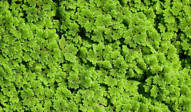 green mosquito fern ( Azolla ) texture, aquatic plant cover the water surface