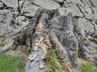 切り株と石垣　stump&stone wall