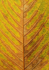 Obraz premium close up autumn leaf of Clitoria fairchildiana R.A.Howard