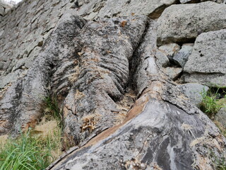 切り株と石垣　stump&stone wall