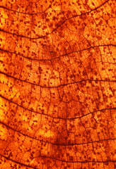 macro shot dry autumn leaf texture ( teak leaf )