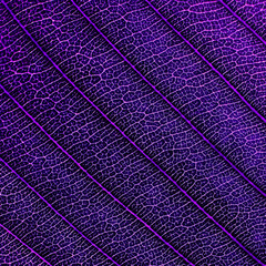 Naklejka na ściany i meble close up vein of purple leaf texture