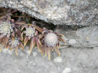 爪蓮華 nail lotus