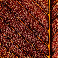 close up vein brown leaf texture of Elephant apple (Dillenia indica)