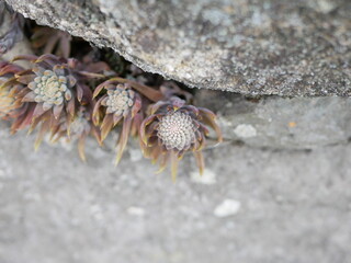 爪蓮華 nail lotus
