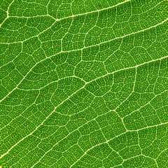close up detail of green leaf texture