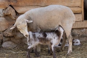 Mother lamb feeding her baby 