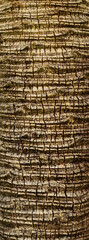 palm tree bark of trunk texture