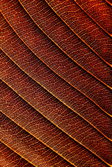 close up vein brown leaf texture of Elephant apple (Dillenia indica)