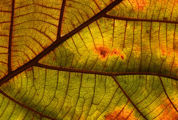 close up autumn leaf texture ( teak leaf )