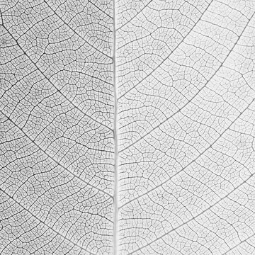 white leaf texture for natural background © srckomkrit