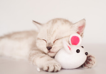 Cute sleeping scottish kitten with white mouse toy. Soft focus.