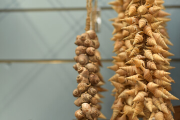 Lots of sea shells. Decor in the house