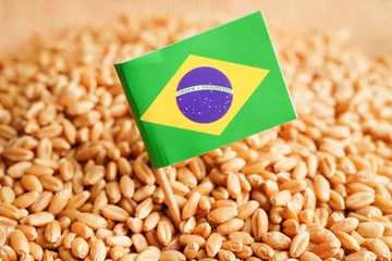 Photo sur Plexiglas Brésil Brazil on grain wheat, trade export and economy concept.