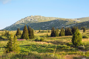 Summer Mountain Landscape with Pine Trees . Vitosha Mountain
