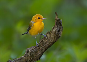 warbler