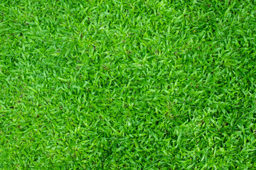 Green grass background, football field
