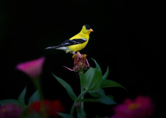 goldfinch