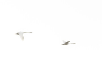 Fototapeta premium Two Swans Flying on Serene White Background