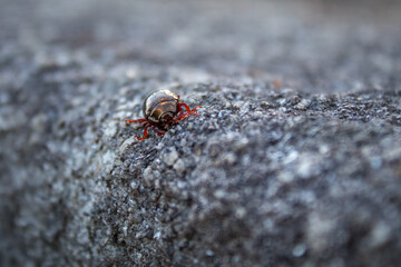 Bronze Metallic Beetle with Translucent Red Legs