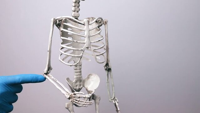 Joints of sceleton. Doctor showing ache points of arm, shoulder, elbow and wrist on human model