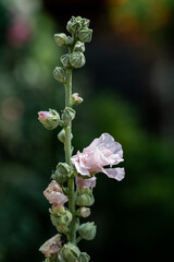 Aufblühende weiße Stockrose