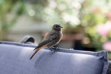 junger Vogel auf Gartenstuhl sitzend