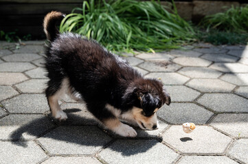 Husky Welpe spielt mit Schneckenhaus