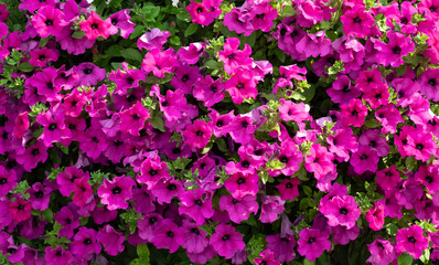 Beautiful background of purple petunias close-up. Landscaping, gardening