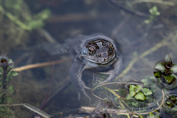Frosch auftauchen in Teich