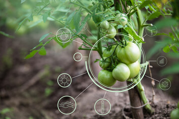 Diagram of physical indicators for growing plants on the background of vegetables