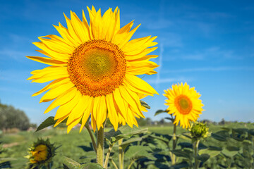 Big yellow sunflower against the blue sky. The sunflower is part of a sown field margin along a Dutch sugar beet field. The photo was taken on a sunny day in the summer season.