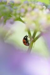 ナナホシテントウ