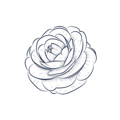 Hand drawn rose flowers