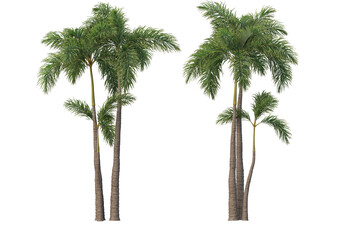 palm on transparent background