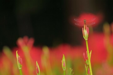 彼岸花とトンボ