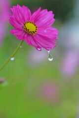 Fototapeta premium 雨雫とコスモス