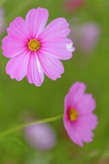 雨雫とコスモス