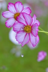 Obraz premium 雨雫とコスモス