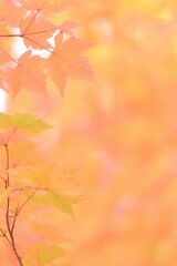 美しき日本の紅葉