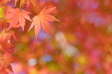 美しき日本の紅葉