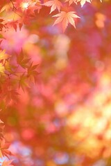 美しき日本の紅葉