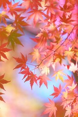 美しき日本の紅葉