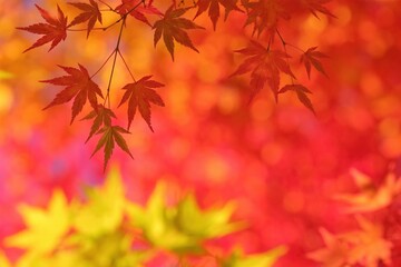 Naklejka na ściany i meble 美しき日本の紅葉
