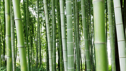 Fototapeta premium 竹 竹林