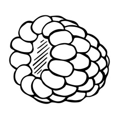 Vector raspberry clipart. Hand drawn berry icon. Fruit illustration. For print, web, design, decor, logo.